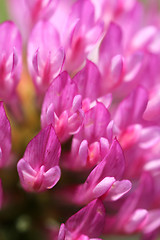 Image showing Macro of pink Trifolium flower, blurred