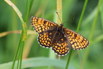 Image showing Mellicta athalia (Heath Fritillary) sitting on grass