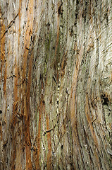 Image showing Tree bark texture