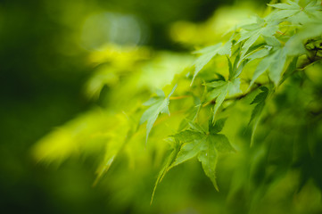 Image showing Japanese maple tree leaves background