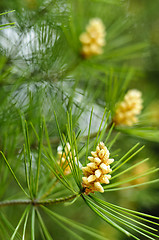 Image showing Young pine cones