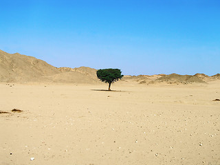 Image showing lonely tree in desert