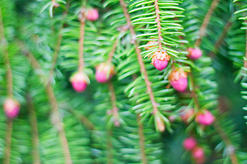 Image showing Blossoming fur-tree