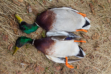 Image showing Anas platyrhynchos .Trophies on hunting.