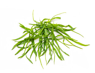 Image showing Bunch Of A Grass 6