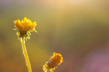 Image showing Summer, the sun, flowers 3