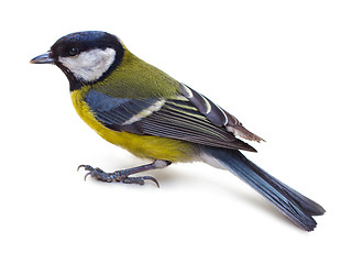 Image showing Titmouse 8