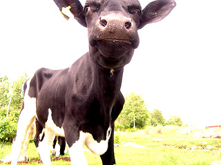 Image showing Cow