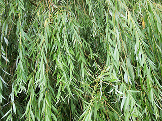 Image showing Weeping Willow