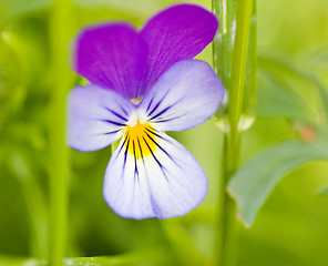 Image showing Flower