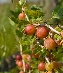 Image showing Gooseberries.