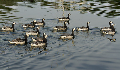 Image showing Barnacle goose