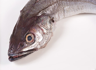 Image showing Whiting