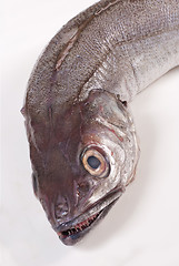 Image showing Whiting