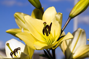 Image showing  Yellow lily