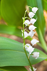 Image showing Lilies of the valley