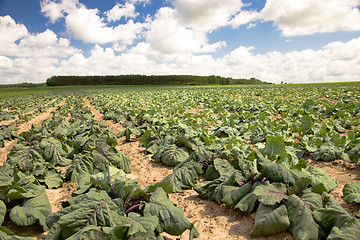 Image showing Cabbage field