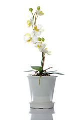 Image showing Beautiful white orchid in a pot