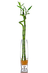 Image showing Glass jar with bamboo 