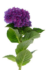 Image showing Lacecap Hydrangea (macrophylla normalis)