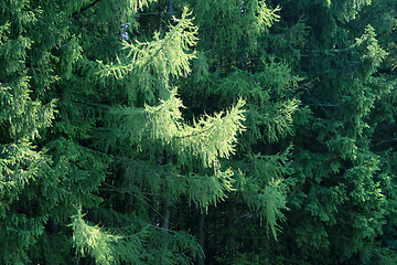 Image showing pine branches