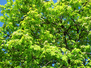 Image showing green tree background