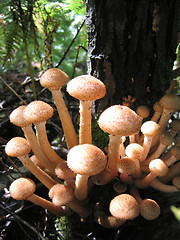 Image showing honey mushrooms glowing in sunlight