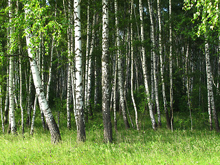 Image showing birch trees