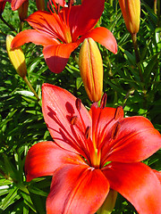 Image showing beautiful red lily flower