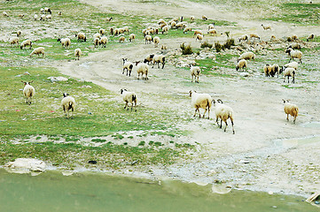 Image showing Sheep on the pasture