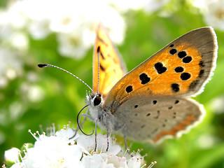 Image showing Butterflie