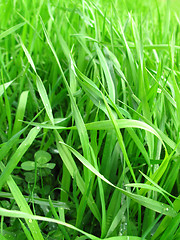 Image showing green grass