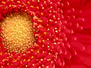Image showing Gerber Daisy