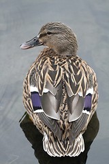 Image showing Female mallard