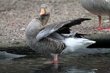 Image showing Goose