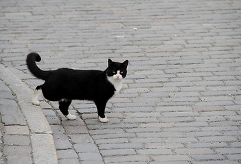 Image showing Cat crossing a street