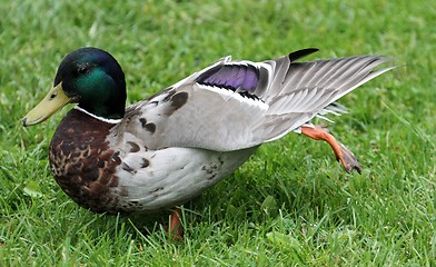 Image showing Male mallard