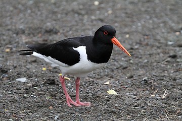 Image showing Oystercatcher