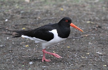 Image showing Oystercatcher