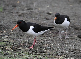 Image showing Oystercatcher with chick