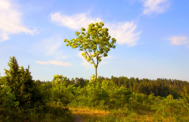 Image showing Lonely tree