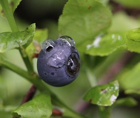 Image showing Blueberry