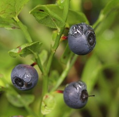 Image showing Blueberries