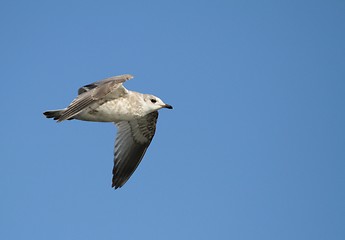 Image showing Flying gull