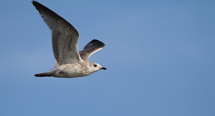 Image showing Flying gull