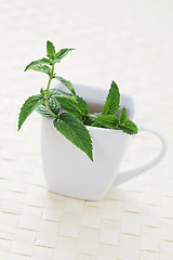 Image showing mint tea