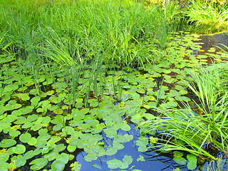 Image showing Pond