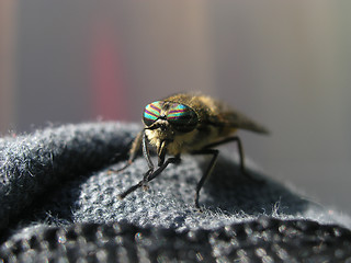 Image showing Fly big