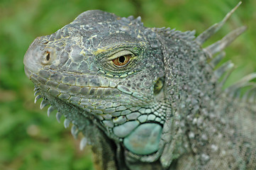 Image showing Iguana