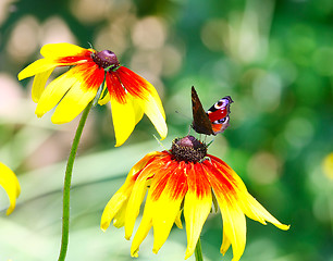 Image showing Butterfly Inachis Io On Yellow Flower